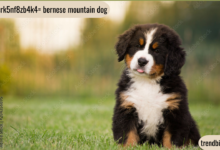 puppy:rk5nf8zb4k4= bernese mountain dog