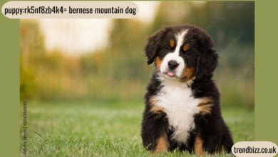 puppy:rk5nf8zb4k4= bernese mountain dog